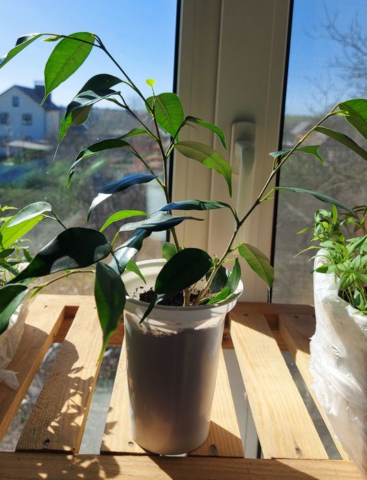 Фікус бенджаміна