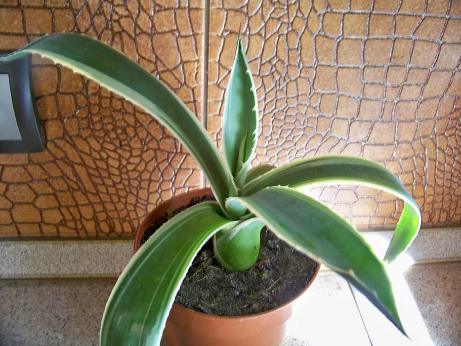 Агава американська