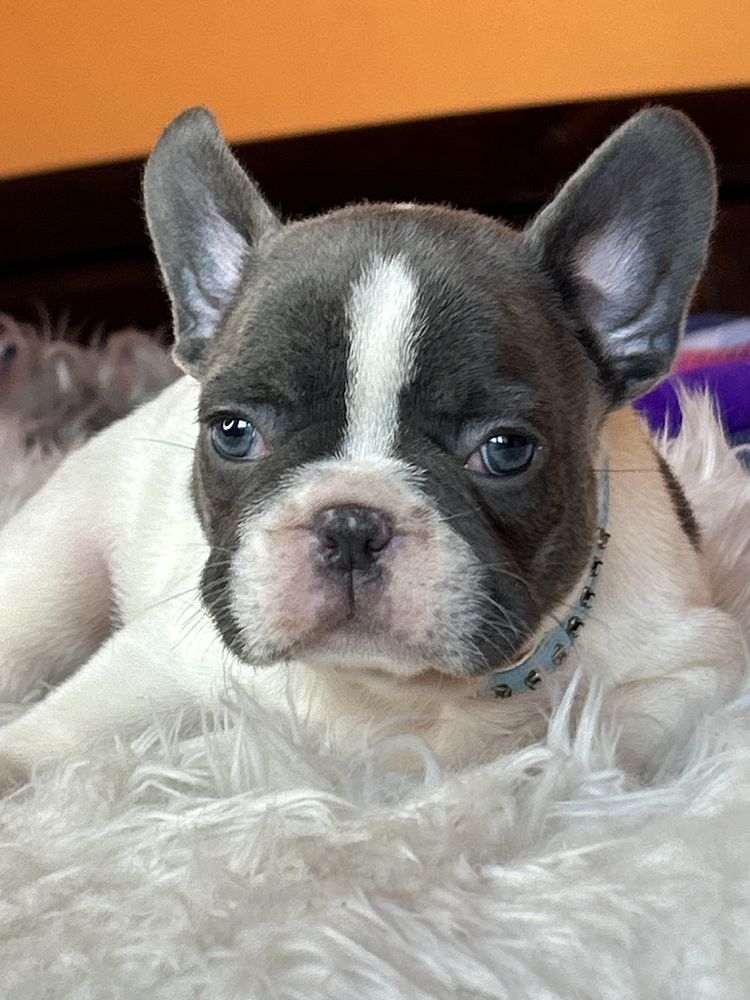 Buldog francuski piesek