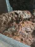 Geniculata samica + terrarium w zestawie