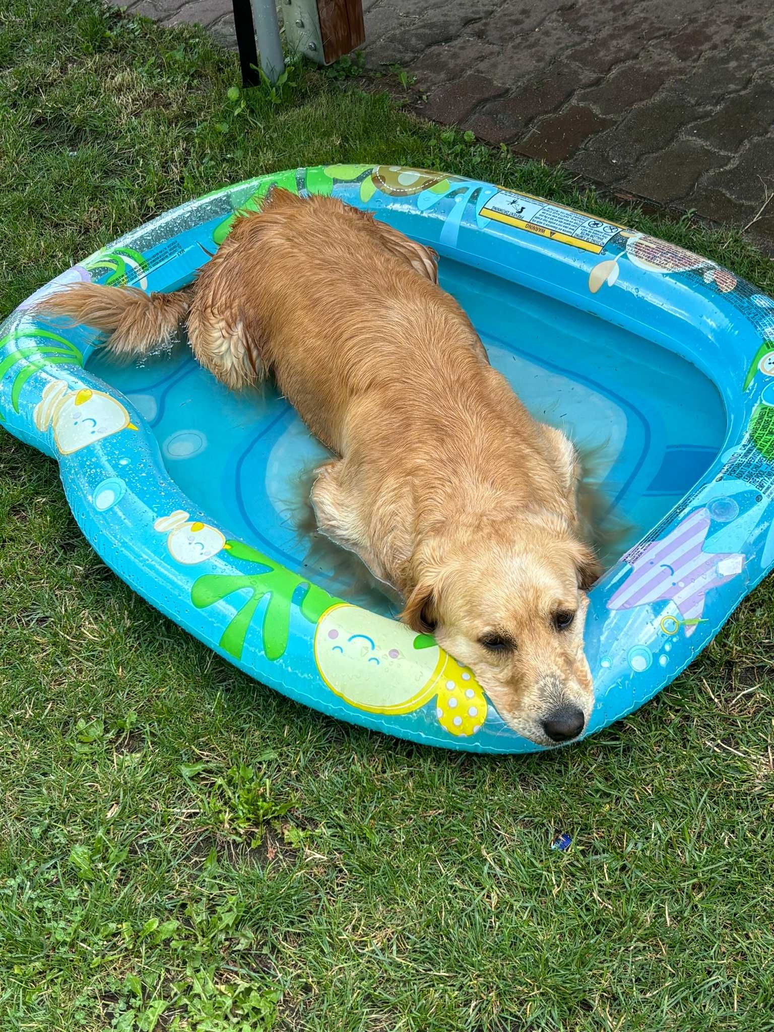 Złote szczenięta Golden Retriever FCI/ZKWP linia amerykańska