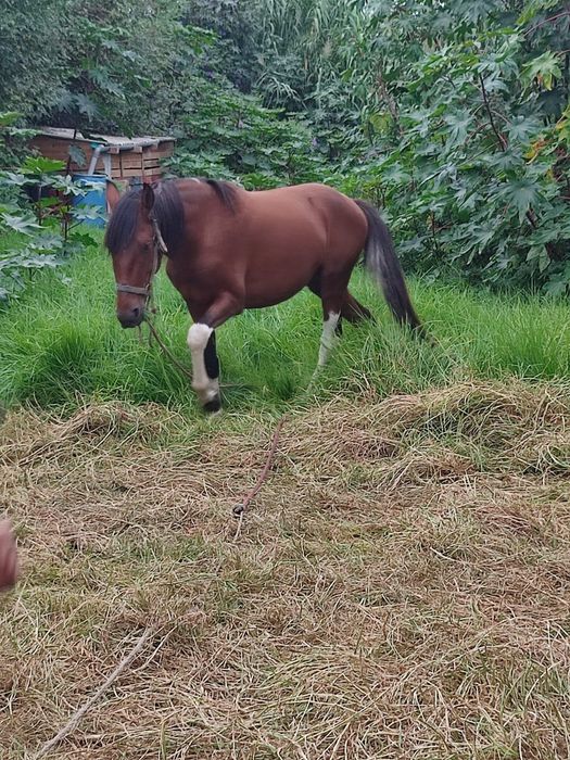 Cavalo com 3 anos