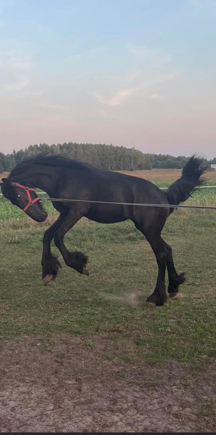 Piękny ogierek fryzyjski