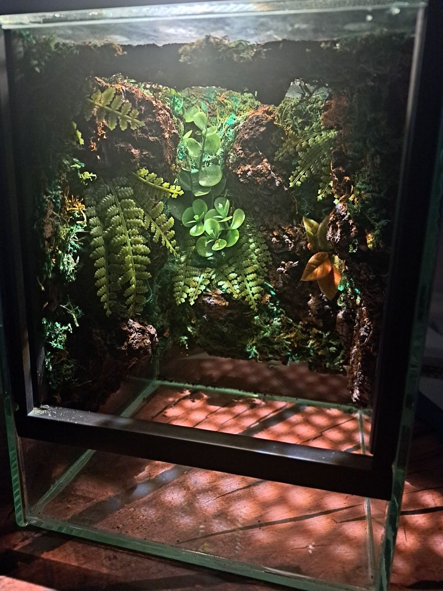 terrarium tropikalne 15x15x20