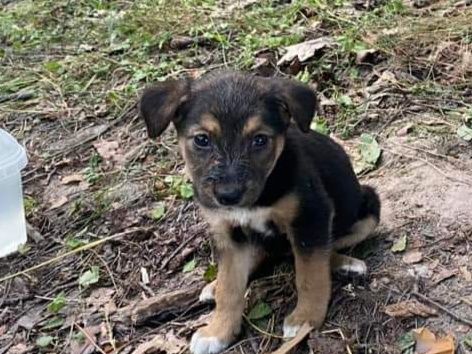 Віддам в дар цуценят