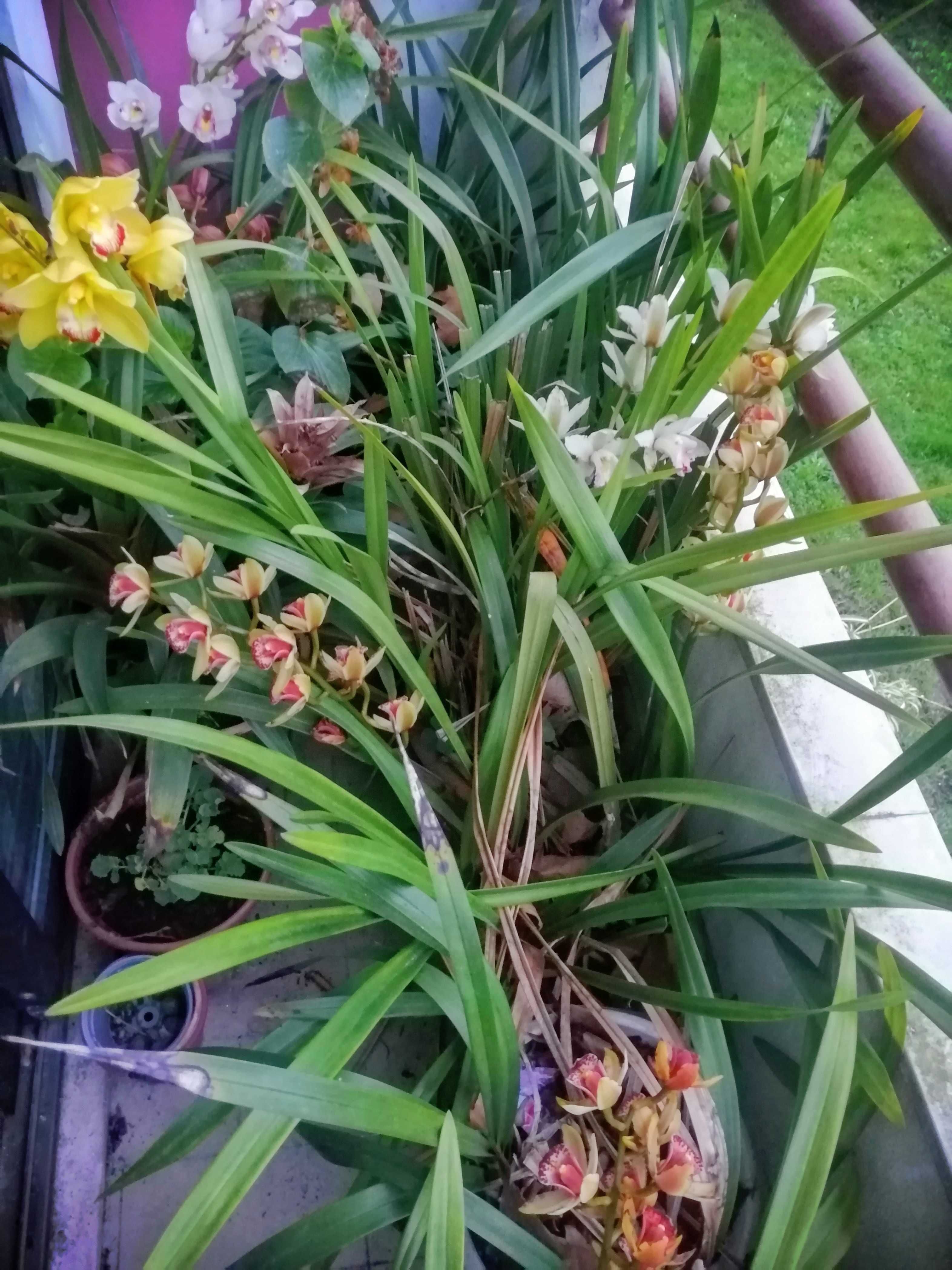 Orquídeas ! Vários vasos de orquídeas,40 euros.