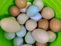 Яйца инкубационные разных пород, очень большой выбор,куры,утки,гуси...