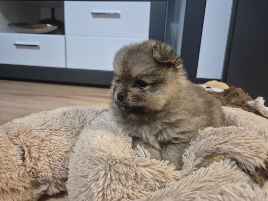 Szpic miniaturowy - suczka - odbior grudzień