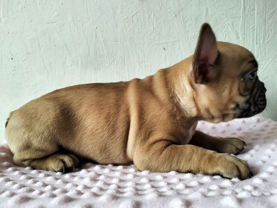 Buldog francuski szczeniak brązowy