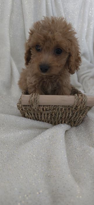 Maltipoo carmelowy chłopczyk
