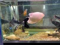 Peixes gigantes lindos