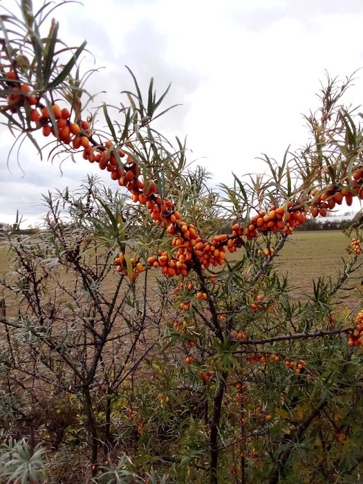 Rokitnik elologiczny owoce