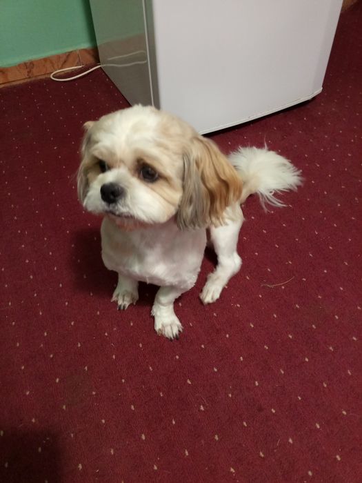 Продам маленькі собачки