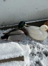 Sprzedam kaczorka bardzo dobrej jakości Call duck