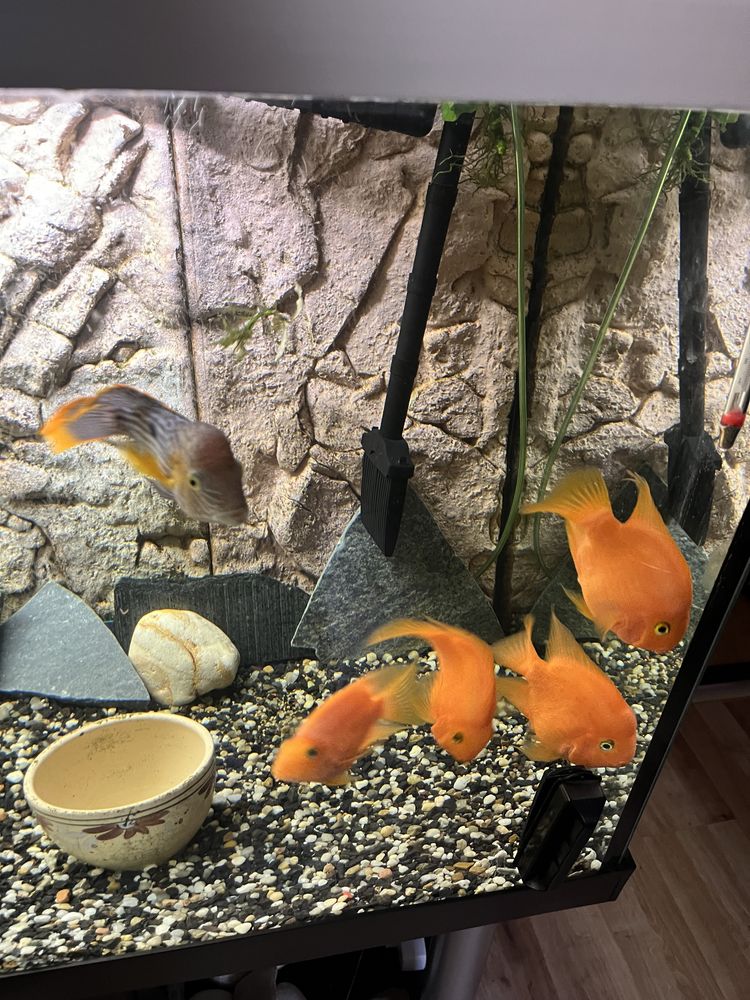 Ryby akwariowe Pielęgnice papuzie