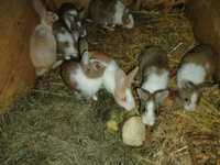 Młode króliki 30 złotych