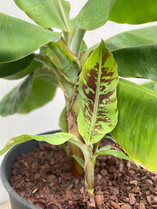 Bananeiras „Musa Dwarf Cavendish“ (4 disponíveis, com rebentos)