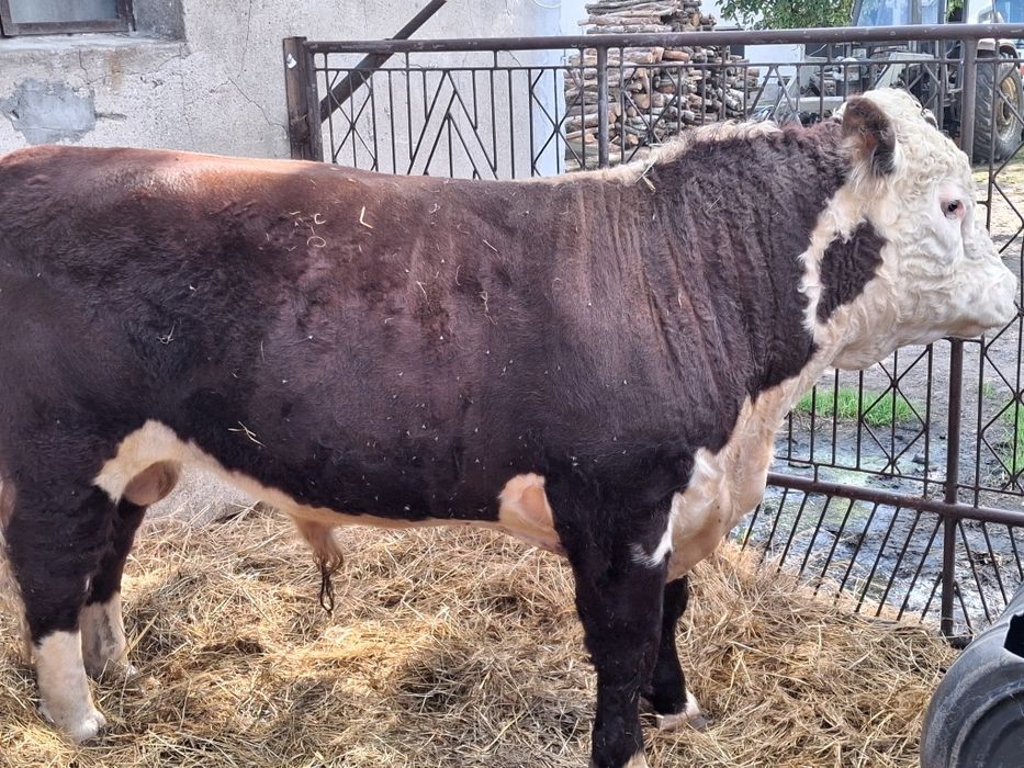 Sprzedam Byka Hereford