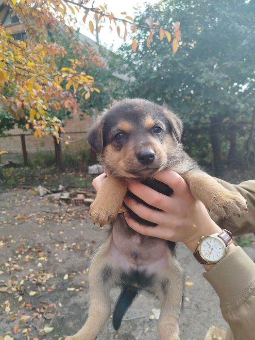 Отдам в хорошие руки щенки 2 мес.