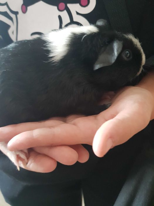 Świnka morska krótkowłosa