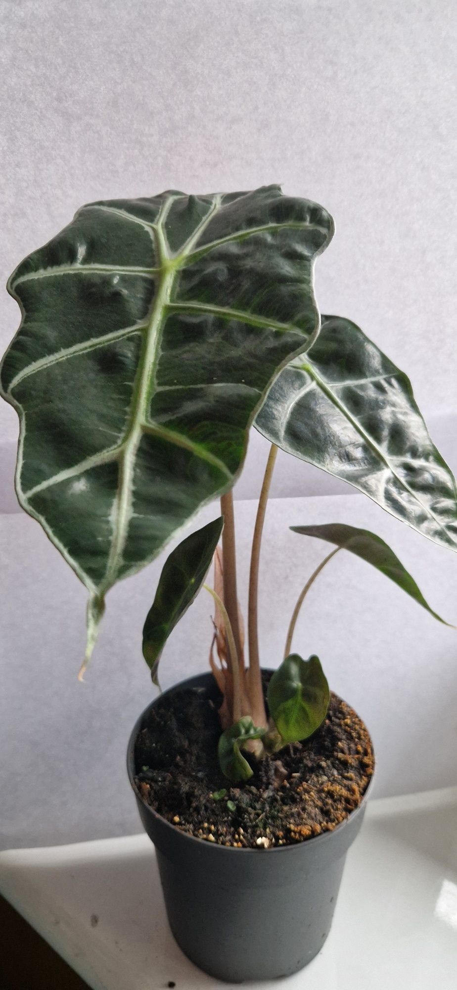 Alocasia amazonica