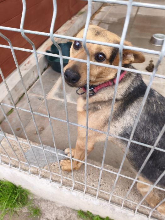 Łagodny, kochany, uwielbia przytulanie i głaskanie-Bueno