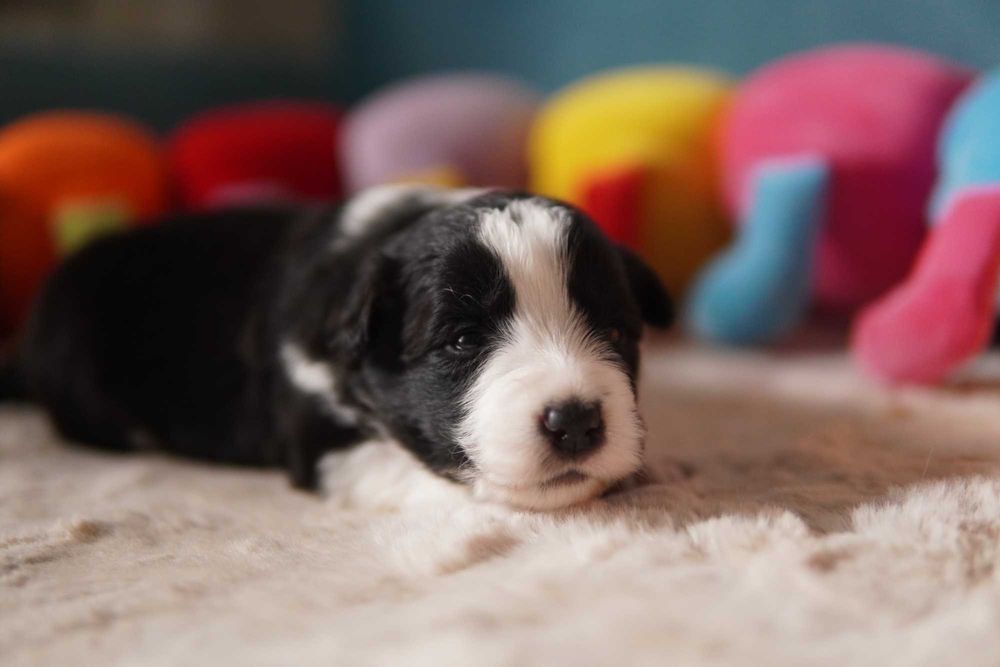 Border Collie  suczka ZKwP/FCI