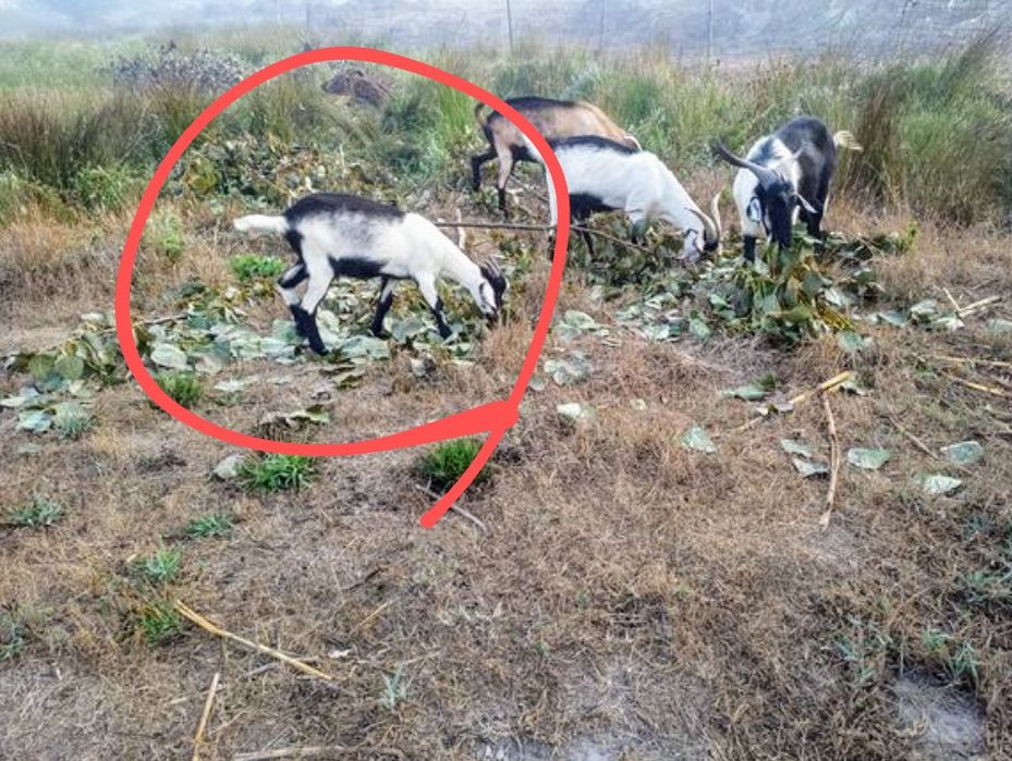 Cabra juvenil 8 meses cheia