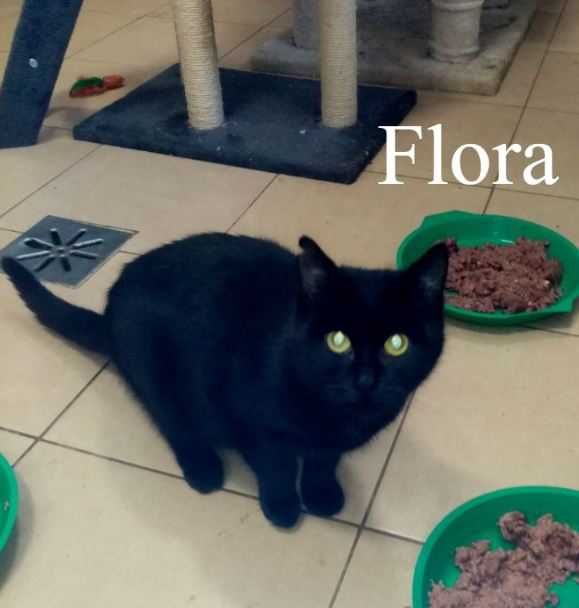Flora szuka domu