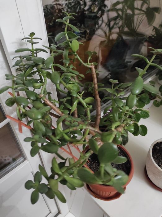 Домашні    квіти