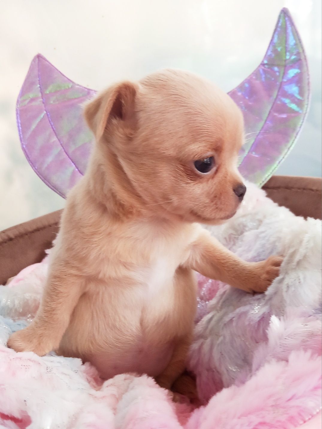 Cudowna suczka chihuahua
