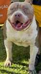 American Bully XL/XXL Puppys