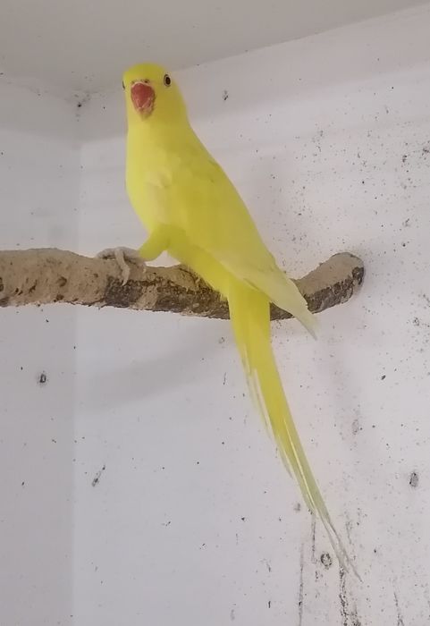 Ring neks fêmeas amarelas macho pálido