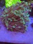 Goniopora zielona