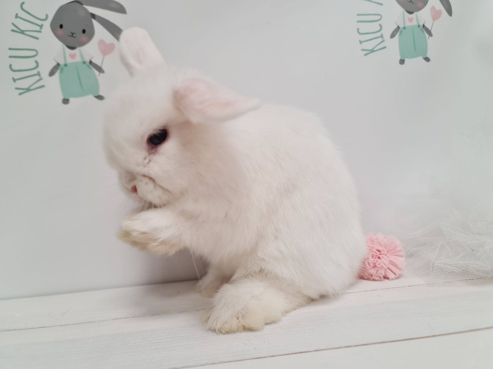 Mini lop królik kroliczek miniaturka legalna hodowla, badania.