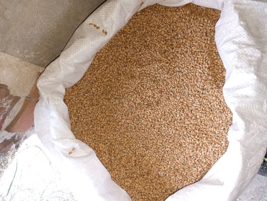 Pszenica i jęczmień