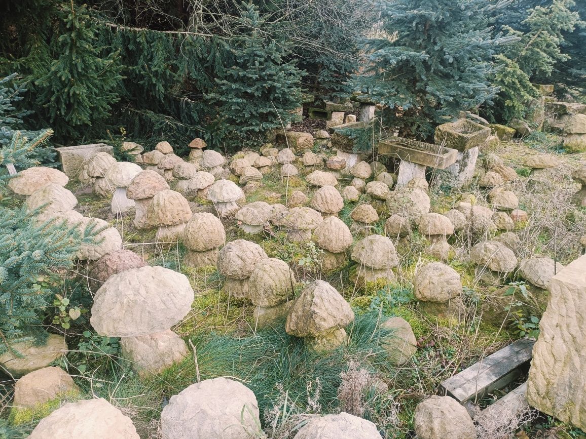 Grzyby z piaskowca