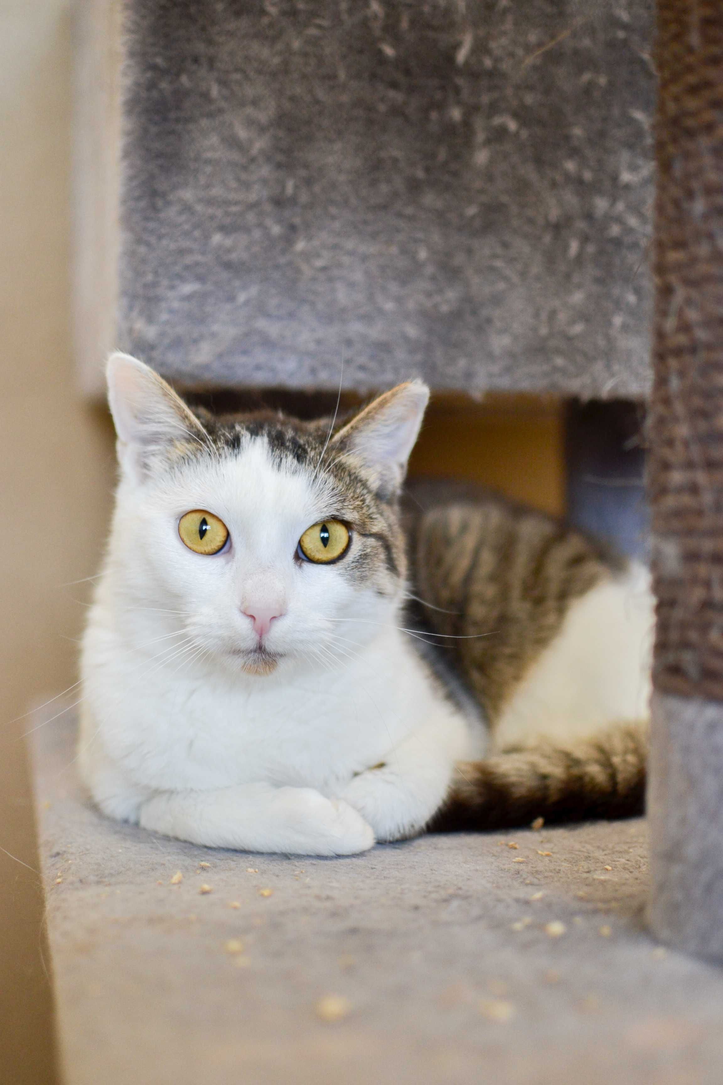 Liczi - roczna, opanowana kotka do adopcji!