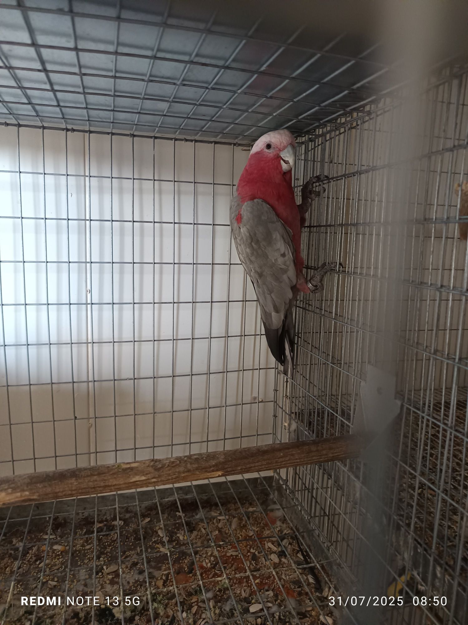 Catatua galah 2022 fêmea