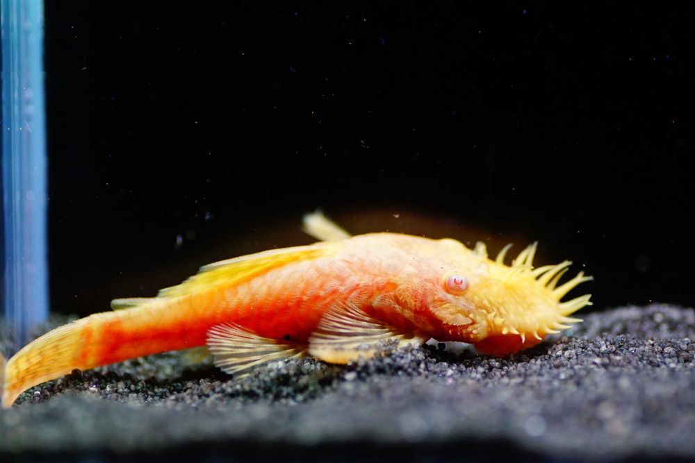 Glonojad albinos - Zbrojnik niebieski odmiana albinotyczna  - dowóz