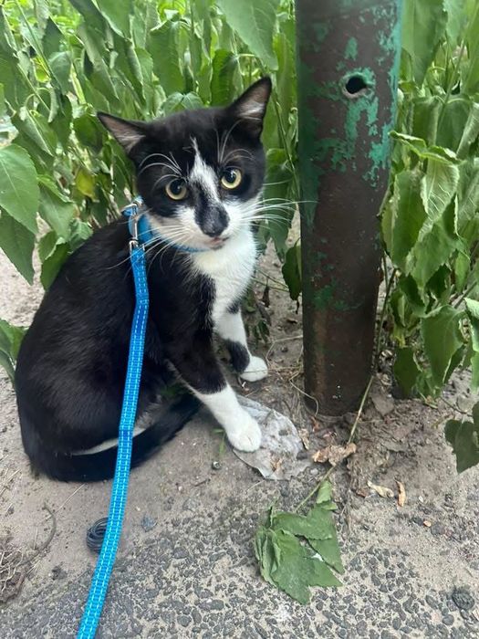 Віддам котика в добрі руки