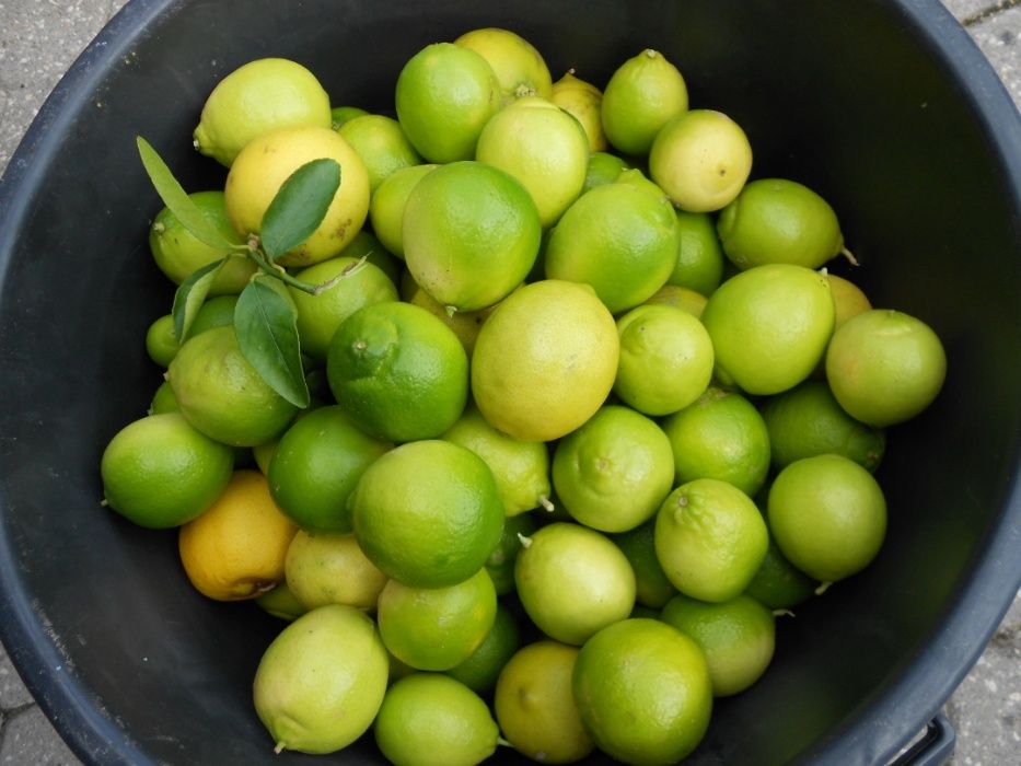 Limas Fruto Tipo Biologicas Entrega