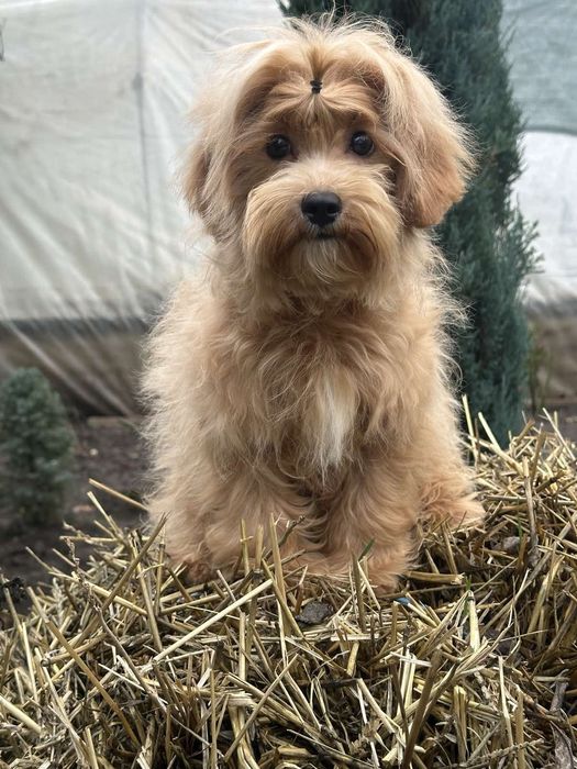 Шикарный мальчуган