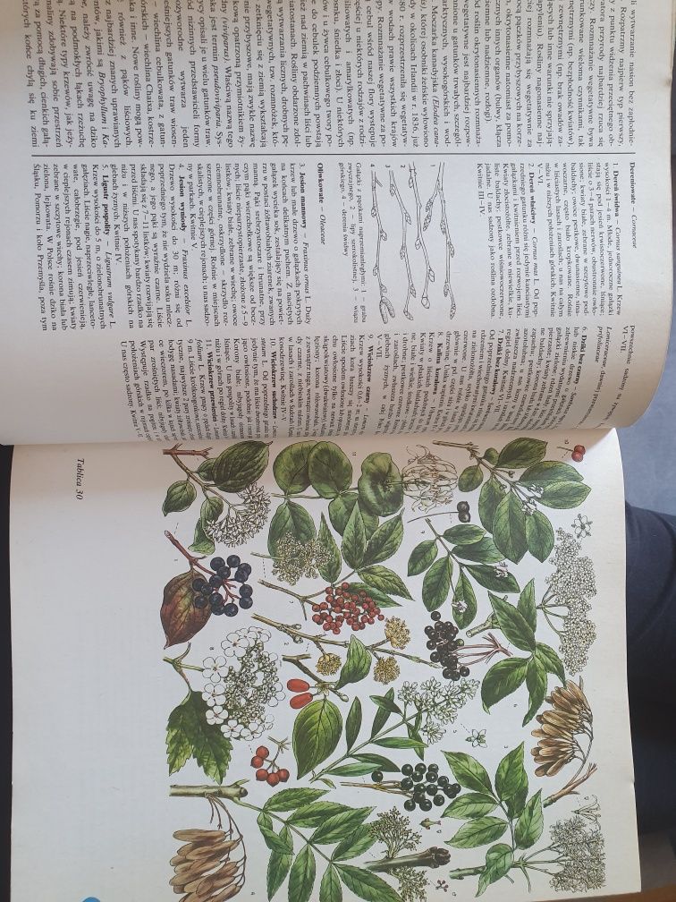 Świat Roślin skał i minerałów  1982 rok