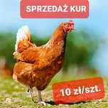 KURY NIOSKI, 10 zł/szt.