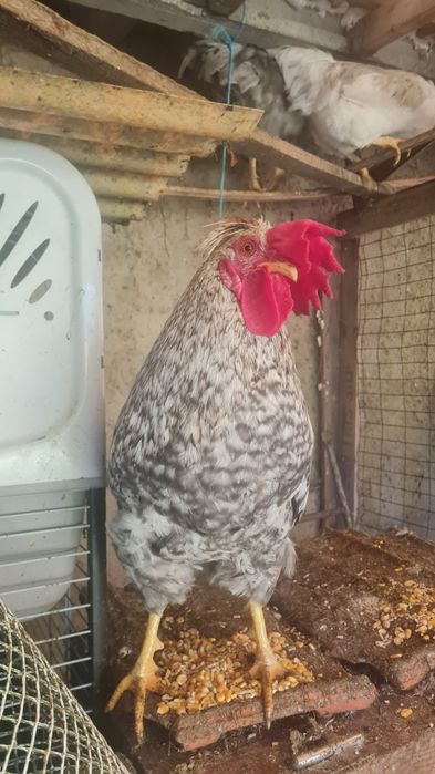 Galo Cream Legbar puro