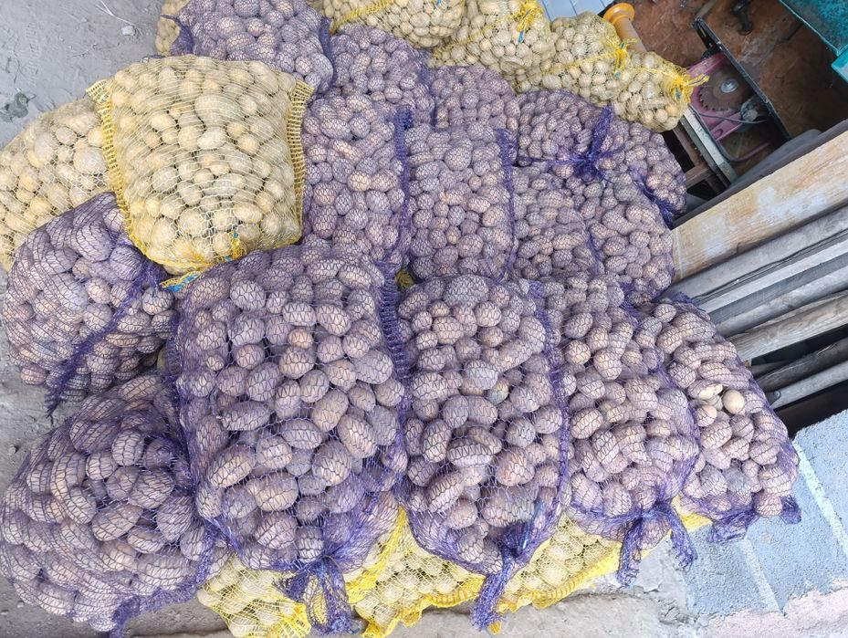 Ziemniaki odpadowe , drobne.