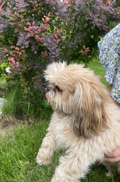 В'язка мини шит цу мальчик