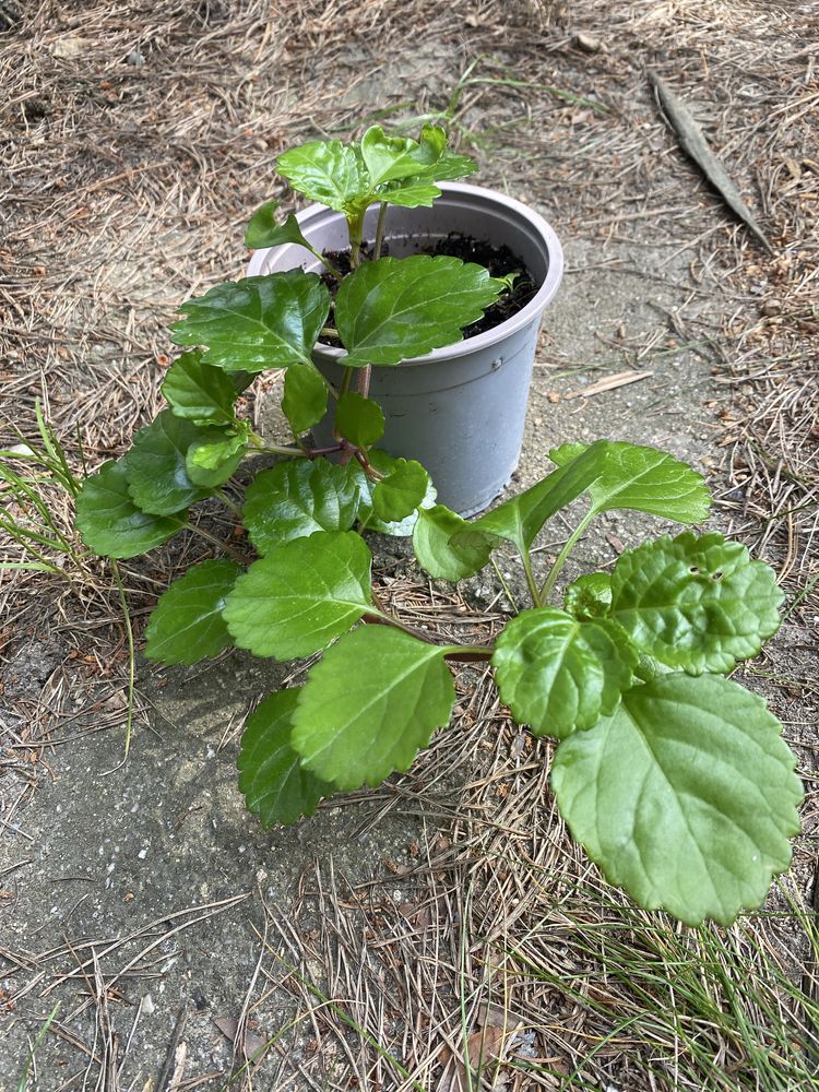 Plectranthus verticillatus