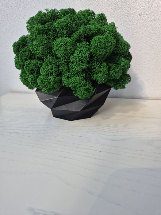 Chrobotek w doniczce ciemna zieleń 18cm